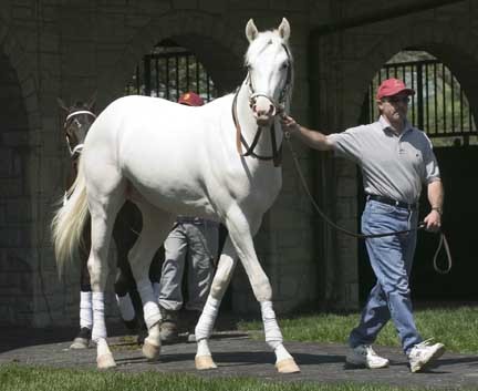 white thoroughbred horses