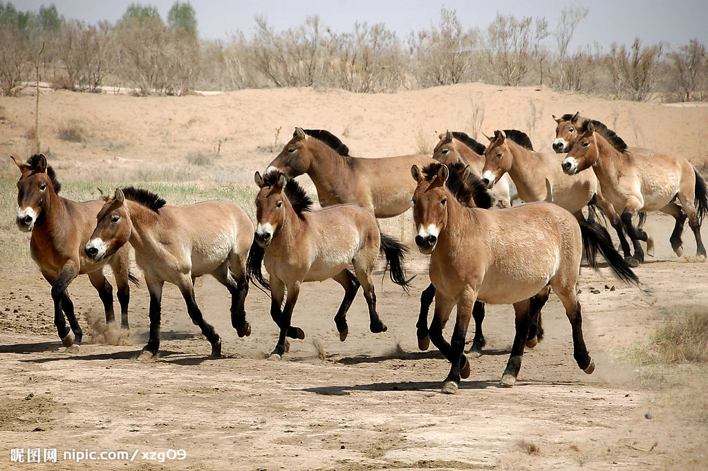 Equine Coat Color Genetics, Part 1: Black, Chestnut, Bay