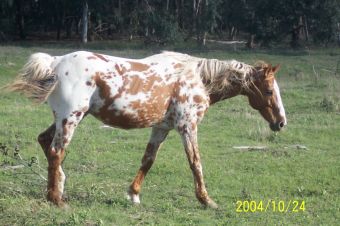 chubari spots horse